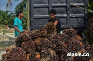 Naik Tipis, Harga Sawit Kaltim Rp2.297,86/Kg