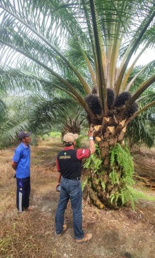 Produksi Petani Bisa Samai Perusahaaan Jika Lakukan Hal ini