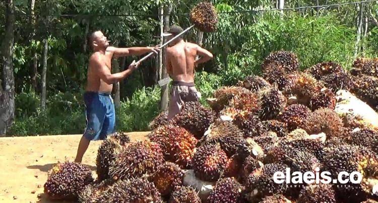 Di Wilayah Ini, Harga Petani Swadaya kembali Lebih Tinggi Dibanding Penetapan Disbun