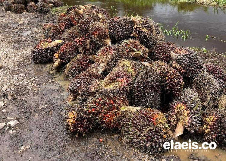 Harga TBS Petani Swadaya di Riau Merangkak Naik