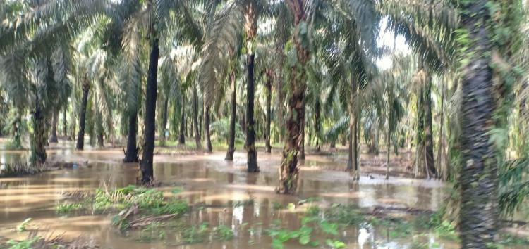 Petani Tak Bisa Panen, Pengepul dan Buruh Kebun Kehilangan Penghasilan