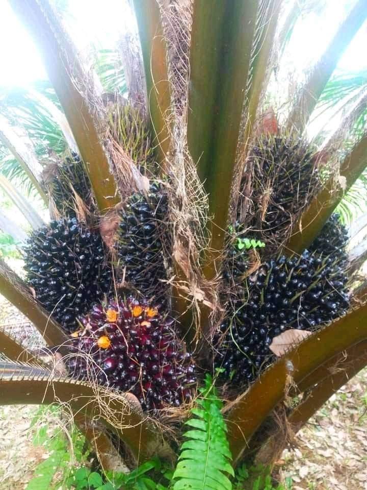 Pohon Kelapa Sawit Tinggi