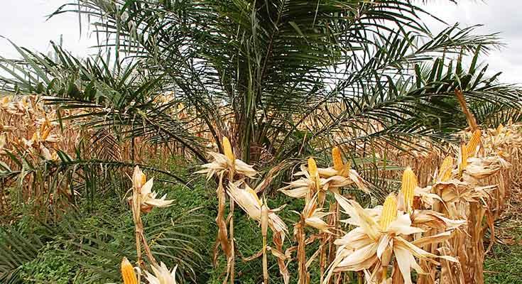 Petani Sawit Diminta Bantu Capai Swasembada Jagung