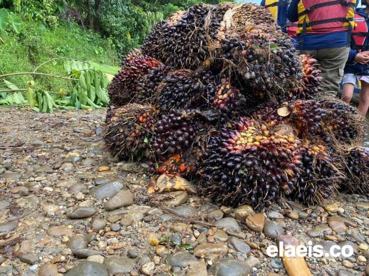 Stabil Dua Hari, Harga CPO Tiarap Lagi!