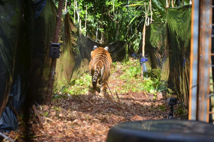 Diserang Harimau, Warga Meranti Tewas di Teluk Lanus