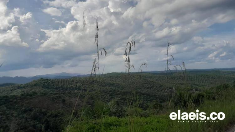 Waduh! Hutan Bukit Suligi Disulap Jadi Kebun Sawit