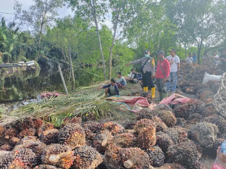 Warga Dumai Diseret Buaya Saat Bongkar Muat Sawit di Pinggir Sungai 