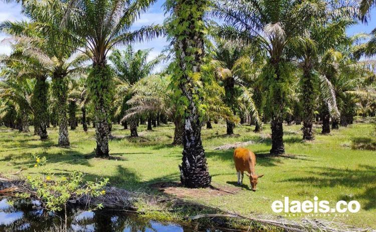 GAPKI Yakin Perusahaan Setuju Limbah Sawit Untuk Pakan Ternak Rakyat