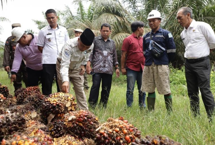 Pabrik Minyak Goreng Mau Dibangun untuk Tampung Sawit PSR