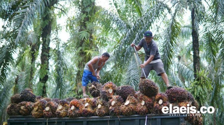 Harga Referensi CPO Turun, Ini Biang Keroknya!