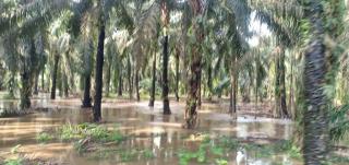 Petani Tak Bisa Panen, Pengepul dan Buruh Kebun Kehilangan Penghasilan