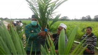 Ratusan Hektare Sawah Berubah Jadi Kebun Sawit