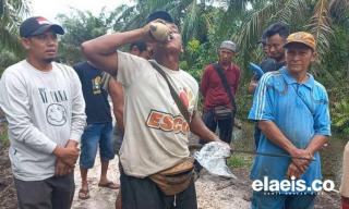 Sambil Kunyah Bohlam, Petani Sawit di Kampung Tengah Tolak Eksekusi Lahan 