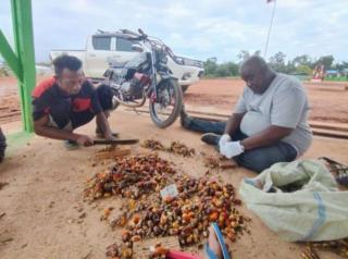 Rendemen Kelapa Sawit Di Bengkulu Rata-rata di Atas 20 Persen