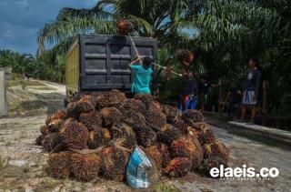 Turun Tipis, Harga Sawit Sumbar Rp2.724,80/Kg