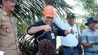 Petani Sumringah, Kebun PSR Mulai Panen Perdana