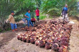 Sawit PSR Baru Berapa Kali Panen, Saldo Rekening Petani Sudah Rp 6 Milyar