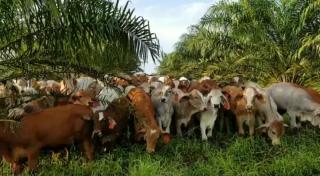 Program Siska Bukan Sekedar Melepas Sapi di Kebun Sawit