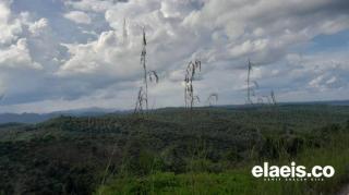 Waduh! Hutan Bukit Suligi Disulap Jadi Kebun Sawit