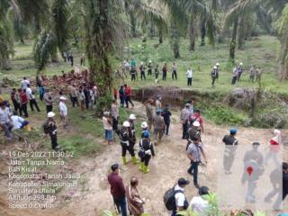 Dikawal Ketat Petugas Gabungan, Ratusan Sawit di Lahan Sengketa Ditumbangkan