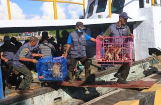 Puluhan Satwa Dilindungi Diselundupkan di Kapal Pengangkut Bungkil Sawit