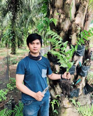 Berkebun Pakis di Pohon Sawit, Alternatif Sumber Penghasilan Tambahan Petani