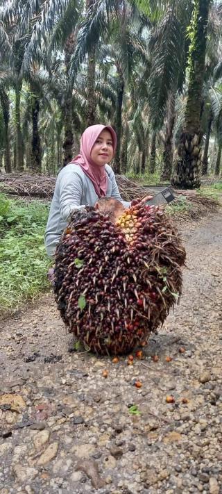 Pemupukan Sistem Kocor Bikin Hasil Panen Petani Sawit Meningkat