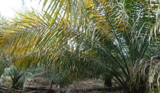 Daun Sawit Menguning Adalah Sinyal Tak Bagus, Petani Harus Lakukan ini