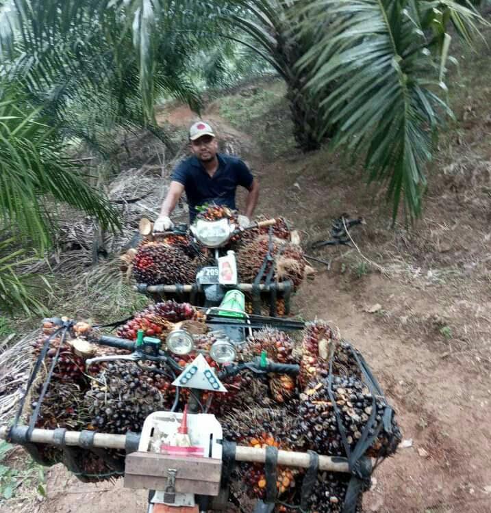 Hasil Panen Petani Sawit Terus Menurun Tiga Bulan Terakhir