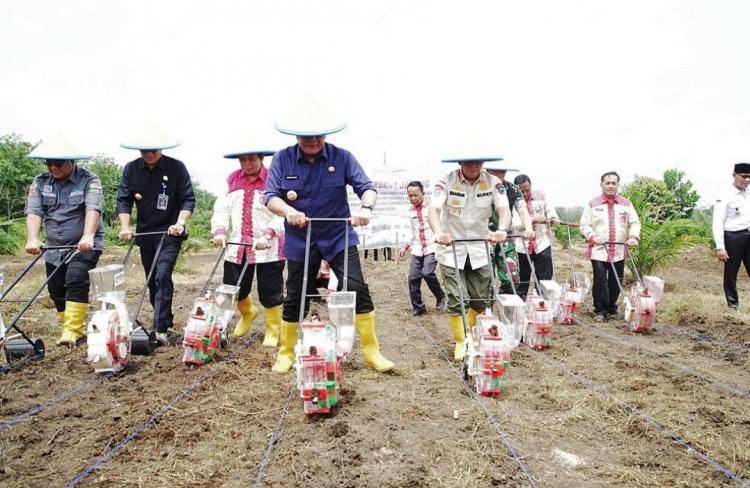 Tunggu Sawit Panen Perdana, Pemerintah Berkebun Jagung di Lahan Petani