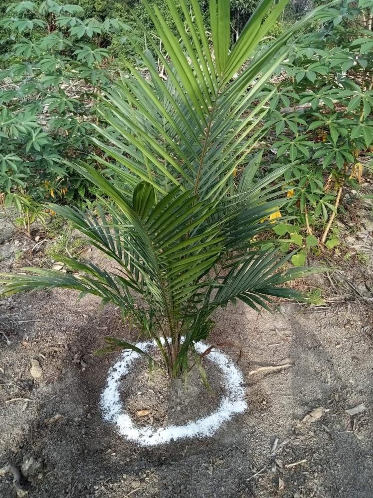 Kalau Tak Paham Dosis Pupuk Kimia, Petani Disarankan Pakai yang Organik