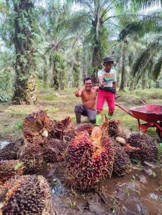 Petani Harus Maksimalkan Produktivitas, Jangan Hanya Bisa Menanam Sawit