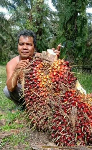 Petani ini Ngiler Lihat Hasil Panen Sawit Unggul Milik Tetangga