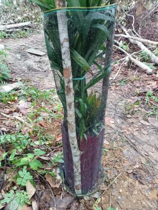 Petani Diingatkan Jangan Cekik Sawit dengan Pagar