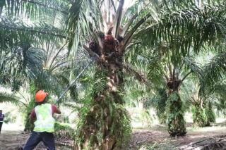 Upah Pekerja Mahal, Pemilik Pilih Panen Sendiri Sawitnya