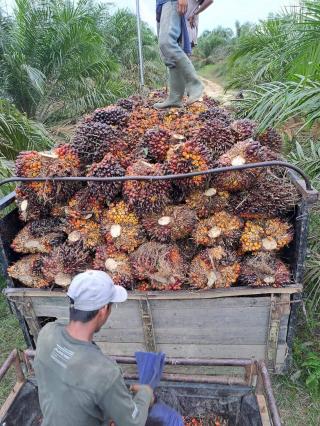 B35 Diharapkan Obati Sakit Hati Petani Karena Tak Dapat Pupuk Subsidi