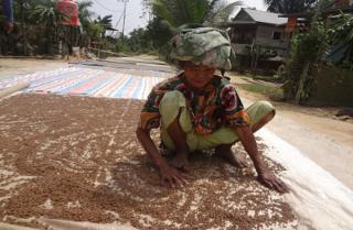 Petani Lada Banyak Beralih Menanam Sawit, ini Sebabnya