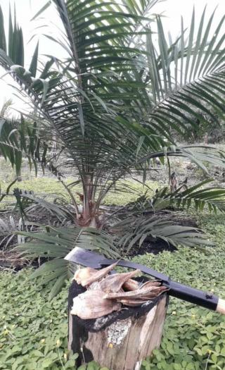 Petani Sawit Wajib Tahu Pentingnya Kastrasi