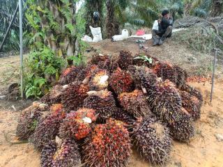 Pengepul Banderol TBS Rp 2.260/Kg, Petani Berharap Naik Terus