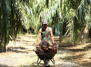 Soal Pengendalian Hama, Petani Lebih Baik Belajar ke Pakar Daripada Google!