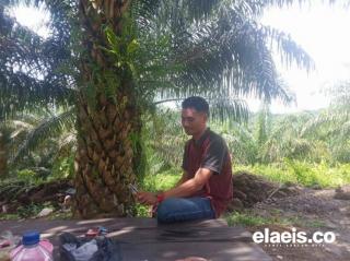 1 Ton Sawit Setara Harga 4 Sak Pupuk di Rantau Pulung