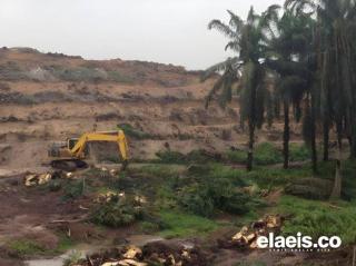 Dirjenbun: PSR, Sarpras dan Pengembangan SDM Sawit Berjalan Beriringan