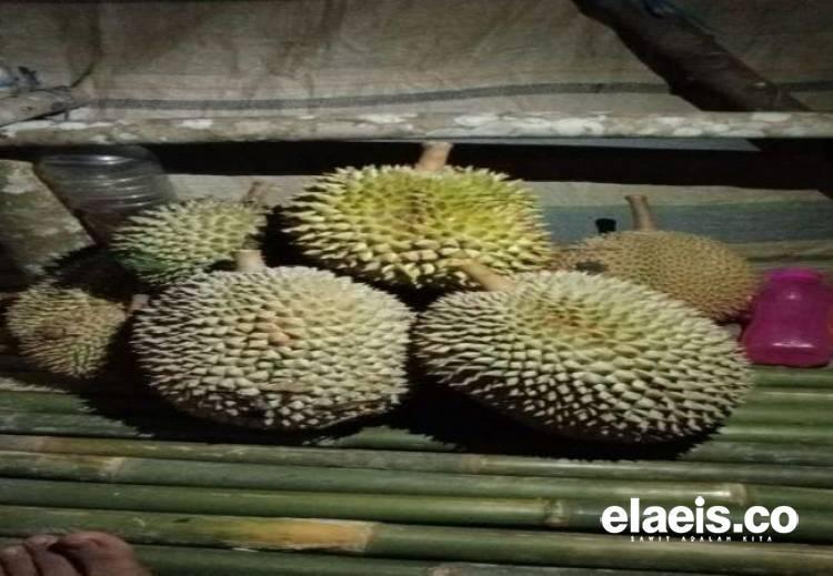 Menunggui dan Mencari Buah Durian, Bocah Ini Meraup Puluhan Ribu Sehari