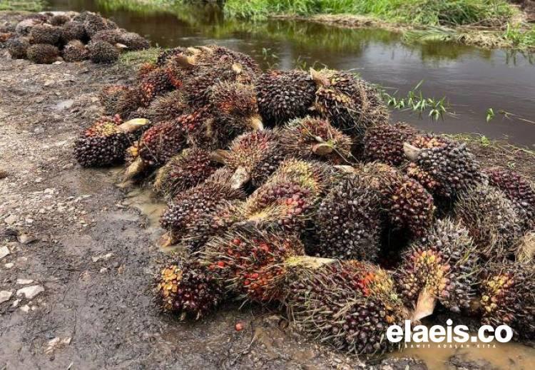 Harga Penjualan CPO di Riau Meroket, Kernel Merosot 