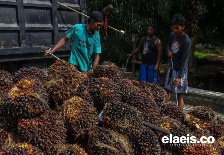 Sepanjang Februari, Harga TBS di Babel Rp2.304/Kg