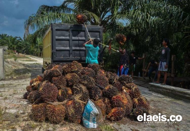 Harga TBS Stabil Jika Pemerintah Lakukan Pengawasan 