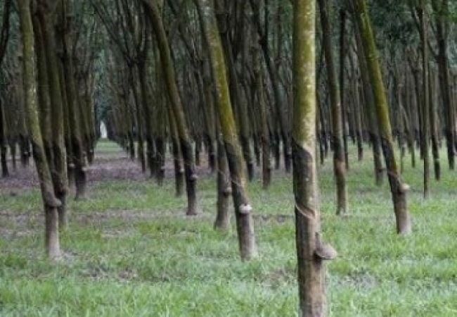 Harga Fluktuatif, Gapki Sumbar: Banyak Kebun Karet Diganti Tanaman Kelapa Sawit