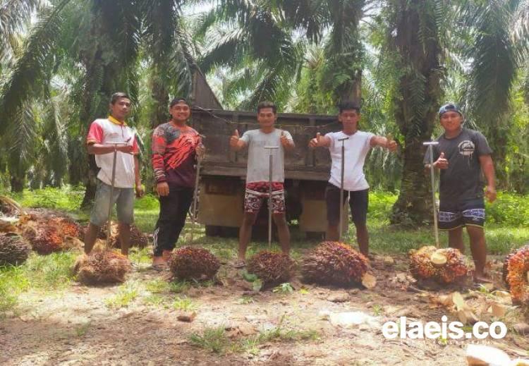 Toke Sawit juga Keluhkan Musim Trek: Dulu 20 Ton Sehari, Sekarang Cuma 7 Ton 