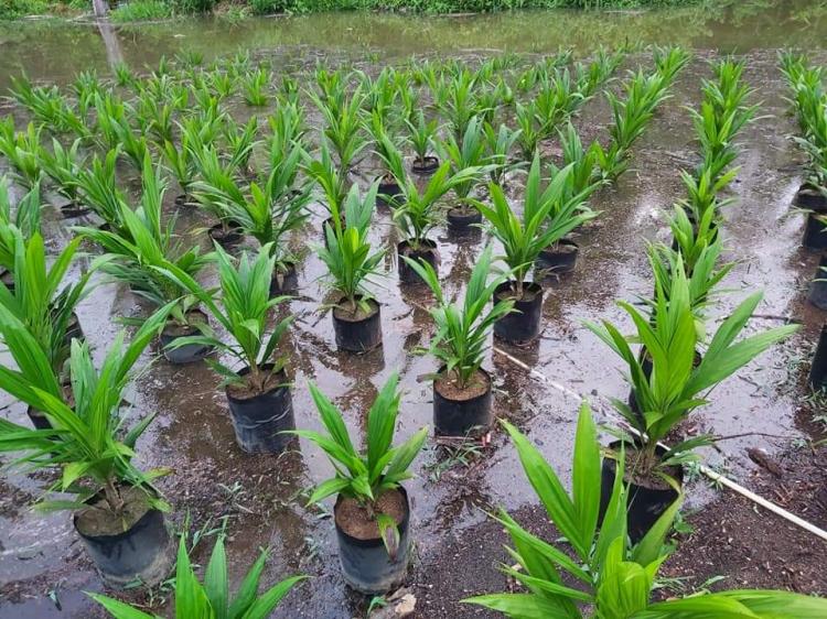 Petani Bengkulu Diajak Menanam Sawit di Musim Hujan