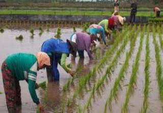 Nilai Tukar Petani Masih Bergerak Positif di Awal 2023